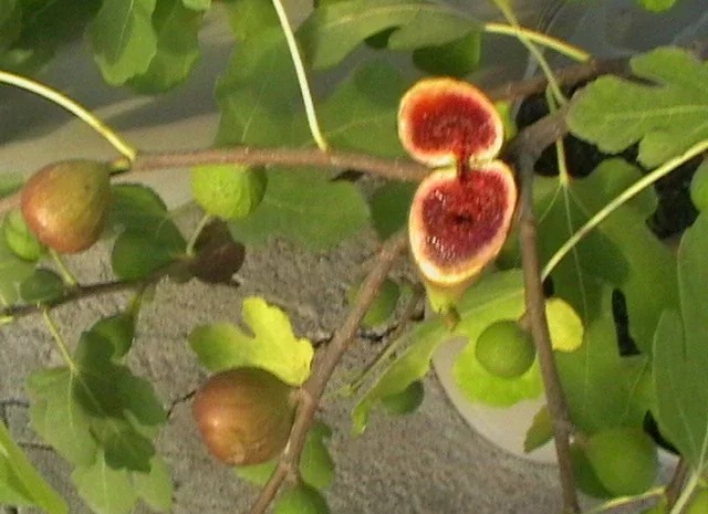 Продаются саженцы инжира- фото № 4
