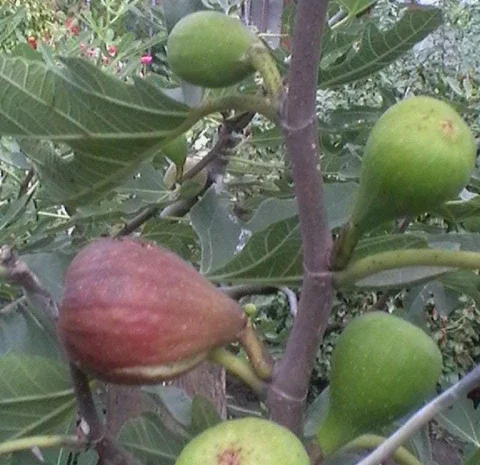 Продаются саженцы инжира- фото № 5