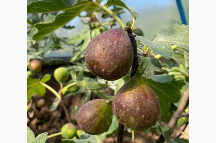 Продаются саженцы инжира- фото № 6