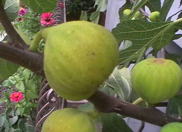 Продаются саженцы инжира- фото № 7