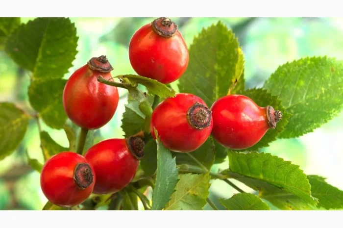 Шипшина «Глобус» взрослые кусты- фото № 1