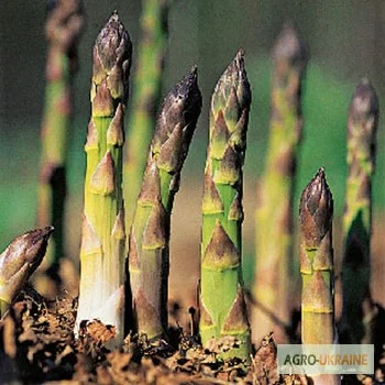 Продаются саженцы спаржи Гийнлим- фото № 1