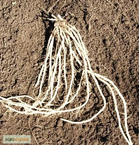 Продаются саженцы спаржи Гийнлим- фото № 2