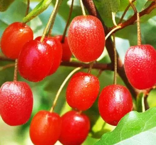 Саджанці гуммі Монерон для вашого саду- фото № 1