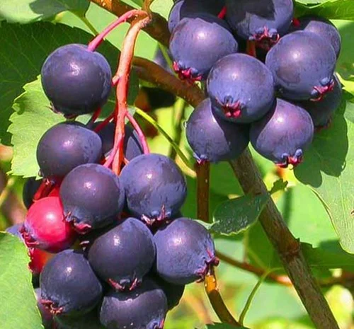 Саджанці ірги Менден - 2-річні- фото № 1