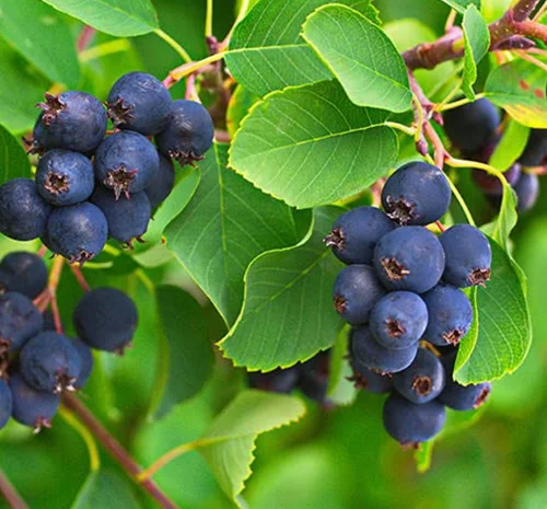 Саджанці ірги Форестбург - 2-річні- фото № 1