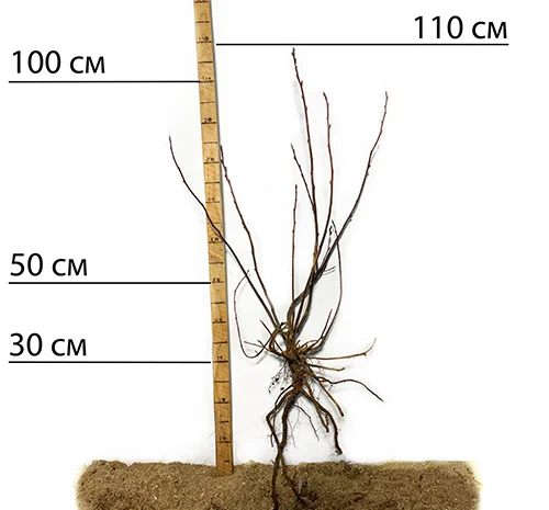 Саджанці ірги Форестбург - 2-річні- фото № 2