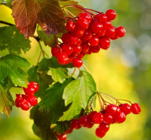 Саджанці калини Марія- фото № 1