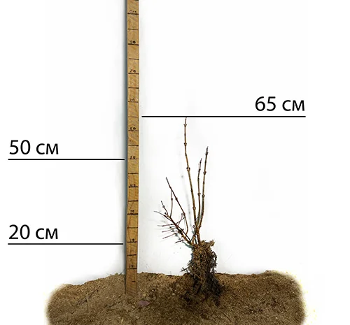 Саджанці калини Марія- фото № 2