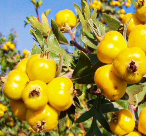 Саджанці глоду Злато- фото № 1