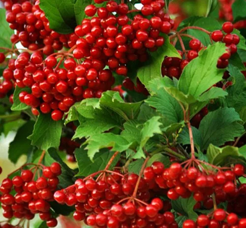 Саджанці калини Захід Сонця- фото № 1