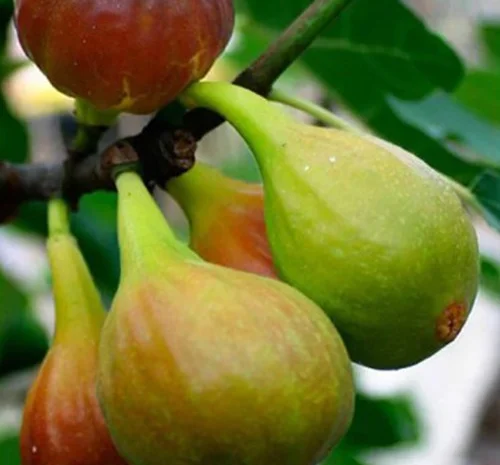 Саджанці інжиру Далматський Білий- фото № 1