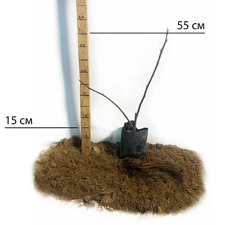 Саджанці інжиру Далматський Білий- фото № 2