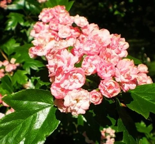 Саджанці глоду Тобо- фото № 1