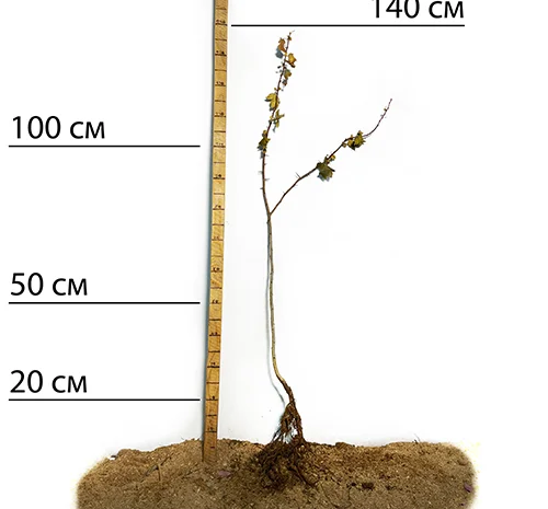 Саджанці глоду Тобо- фото № 2