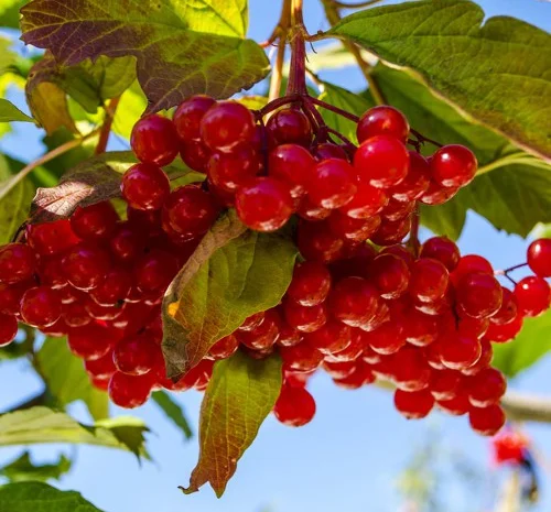 Саджанці калини Червоне Гроно- фото № 1