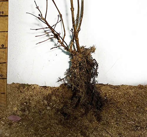 Саджанці калини Червоне Гроно- фото № 3