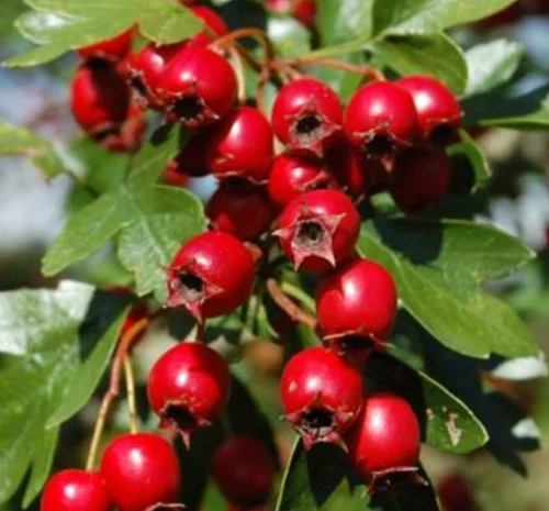 Саджанці глоду Червоний- фото № 1