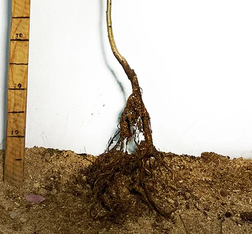 Саджанці глоду Червоний- фото № 3