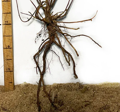 Саджанці ірги Смоукі - 2-річний- фото № 3