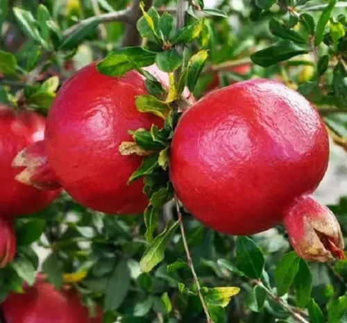 Саджанці гранату Нікітський Ранній- фото № 1