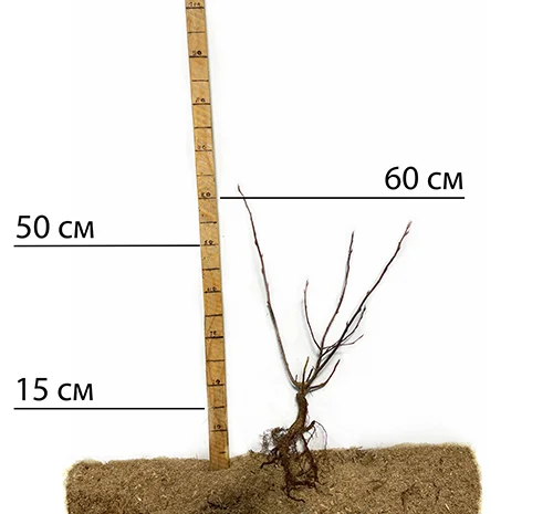 Саджанці ірги Смоукі - 1-річний- фото № 1