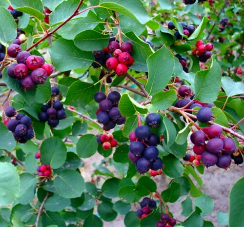 Саджанці ірги Смоукі - 1-річний- фото № 2