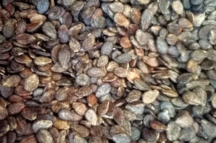 Продается семена арбуза ау продюсер F2 по 1500 грн за кг и белый цельнолистный по 1000 грн за кг- фото № 1