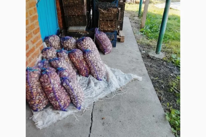 Цибуля сіянка-(тиканка). Урожаю 2025 року.шукає добрих господарів- фото № 4