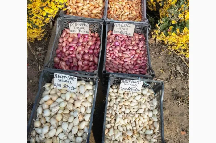 Цибуля сіянка-(тиканка). Урожаю 2025 року.шукає добрих господарів- фото № 1