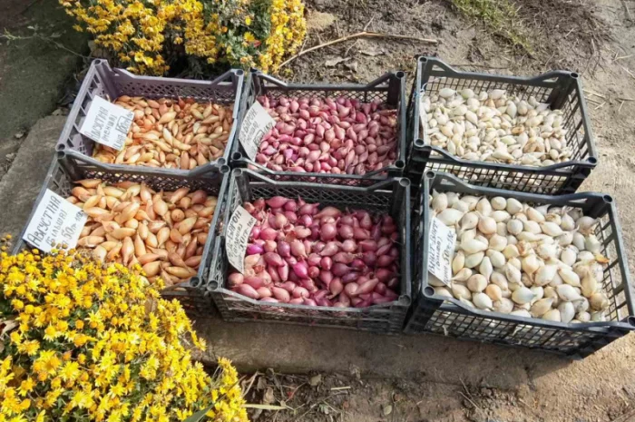 Цибуля сіянка-(тиканка). Урожаю 2025 року.шукає добрих господарів- фото № 2