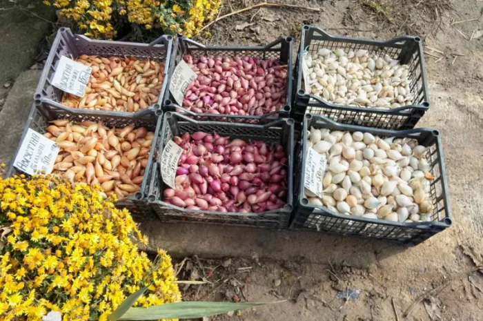 Цибуля сіянка-(тиканка). Урожаю 2025 року.шукає добрих господарів- фото № 3