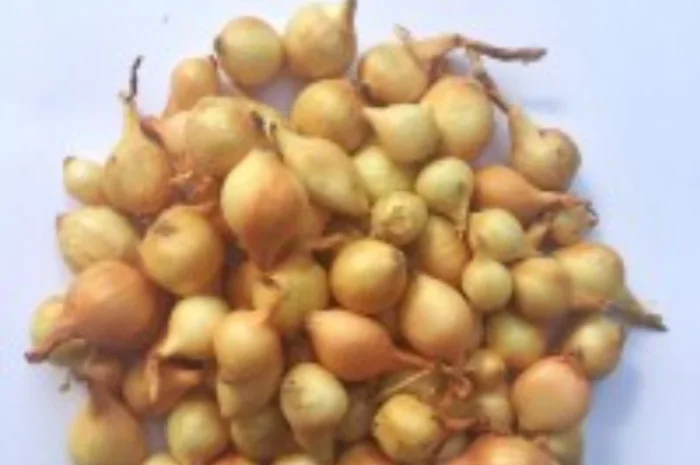 Продам цибуля сорт штутгарт насінняПродам цибуля сорт штутгарт насіння- фото № 1