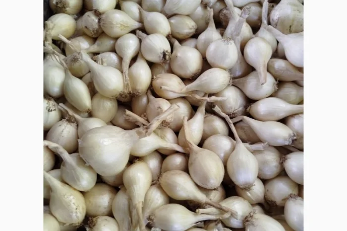 Продам цибулю кущову білу- фото № 1