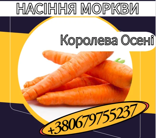 Насіння моркви Королева Осені – поздний сорт- фото № 1