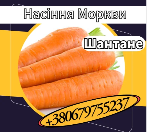 Насіння Моркви Шантане. Насіння Моркви- фото № 1
