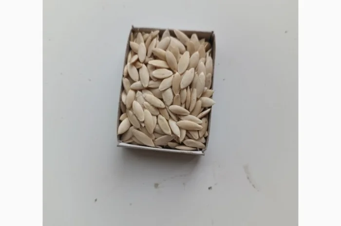 Насіння огірків- фото № 1