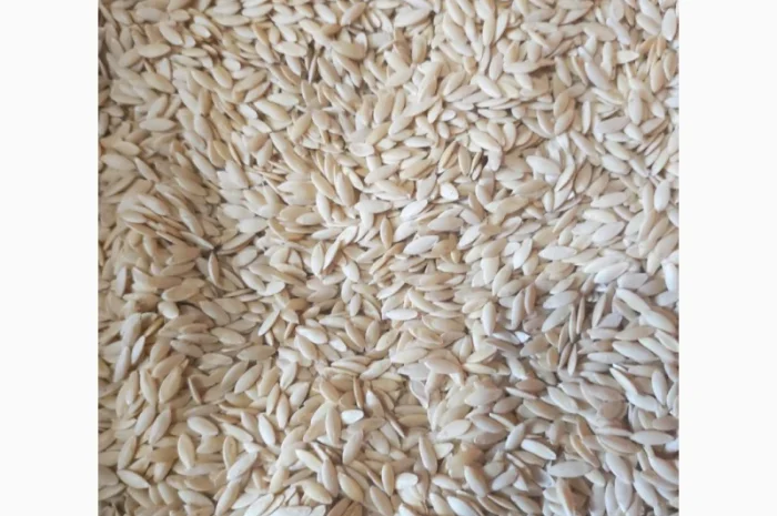 Насіння огірків- фото № 2