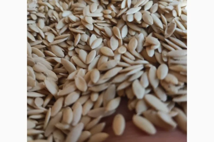 Насіння огірків- фото № 3