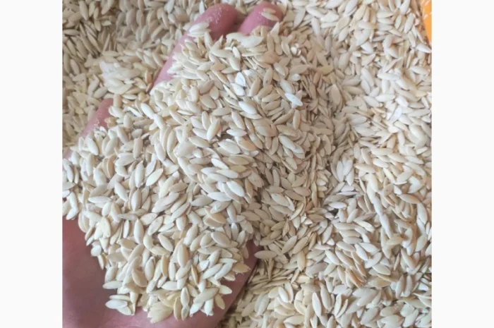 Насіння огірків- фото № 4