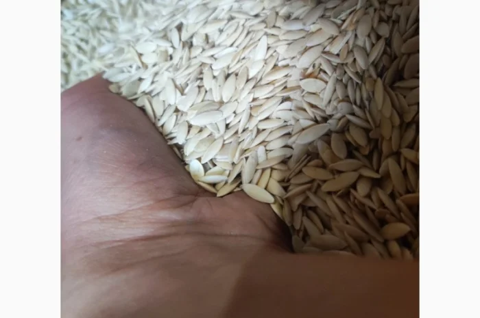 Насіння огірків- фото № 5