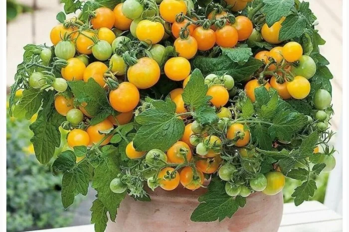 Томат кімнатний сорту Жовтий пінокіо (насіння)- фото № 1