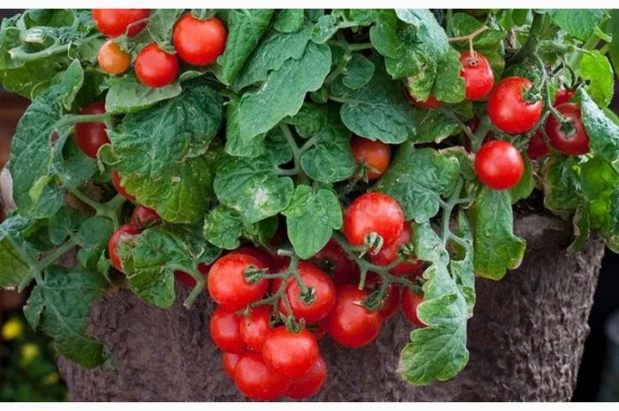 Томат кімнатний сорту Перлина (насіння)- фото № 1