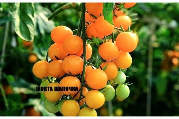 Томат кімнатний сорту Жовта шапочка (насіння)- фото № 1