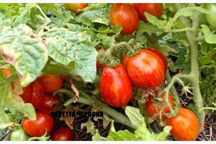 Томат кімнатний сорту Тігретта червона (насіння)- фото № 1