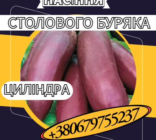 Насіння столового буряка Циліндра – высоковрожайний сорт- фото № 1