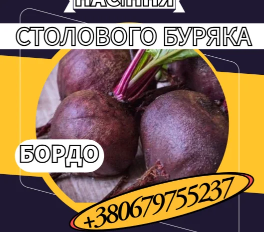 Насіння столового буряка Бордо - високоврожайний сорт- фото № 1