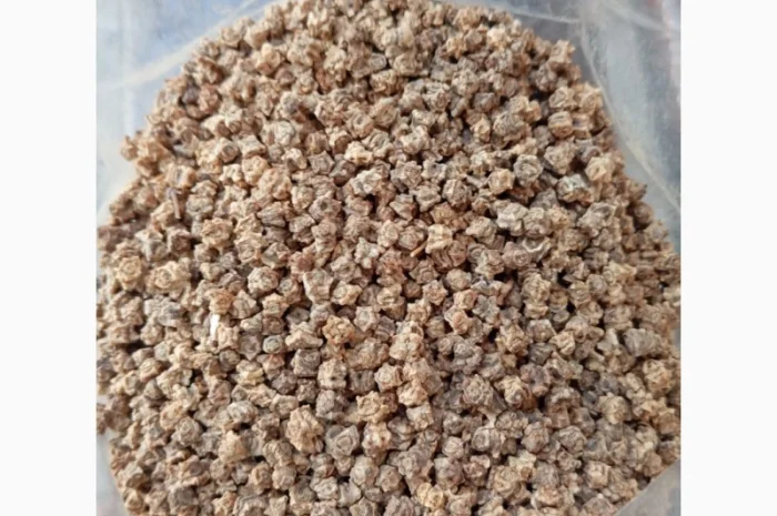 Семена кормової буряків різних сортів- фото № 1