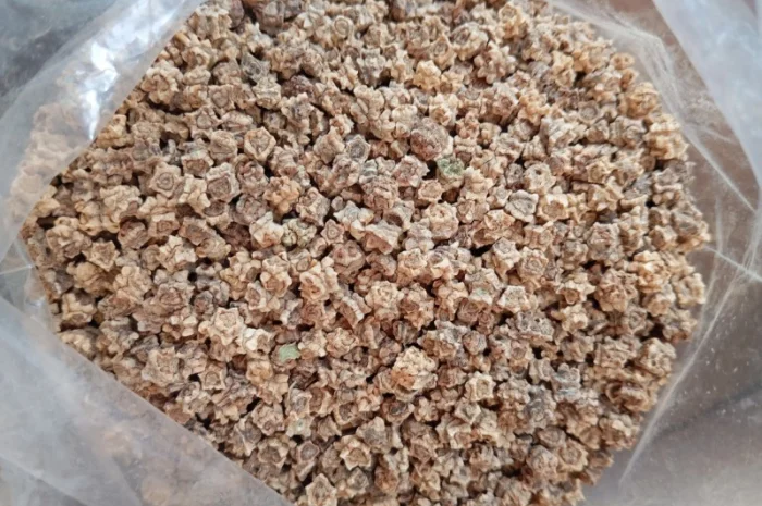 Семена кормової буряків різних сортів- фото № 2