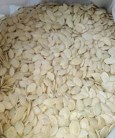 Продается семена тыквы украинская многоплодная- фото № 1